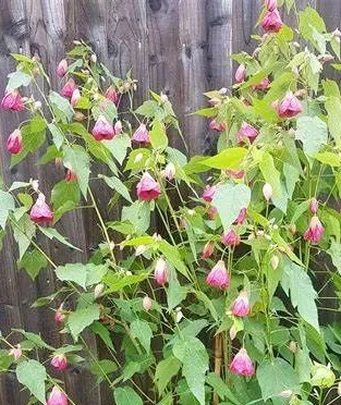 Abutilon