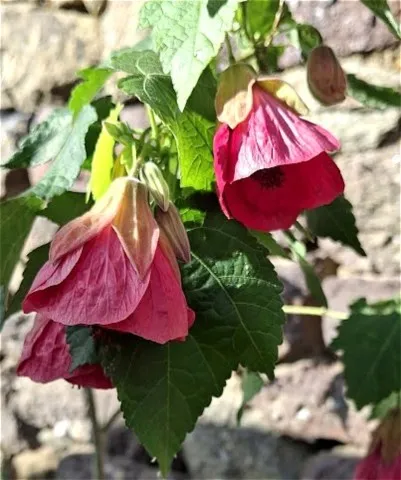 Abutilon 'Aphrodite'