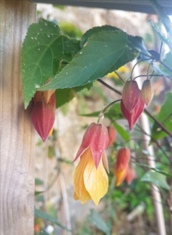 Abutilon 'Kentish Belle'