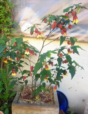 Abutilon 'Kentish Belle'