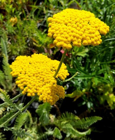 achillea coronation gold