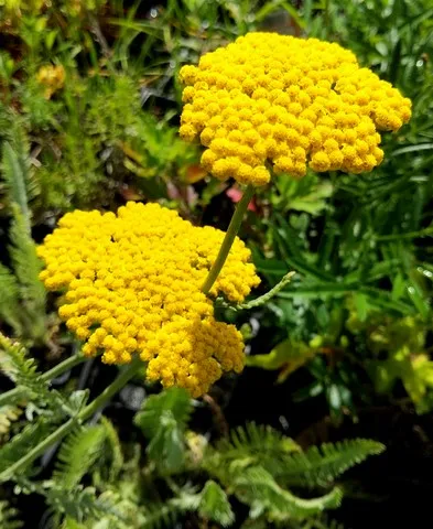 achillea coronation gold