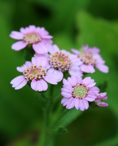 Achillea Love Parade