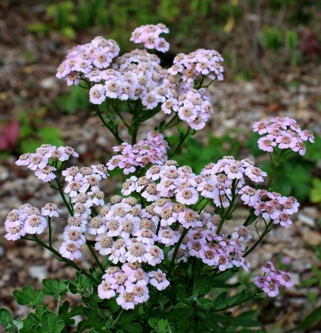 Achillea 'W