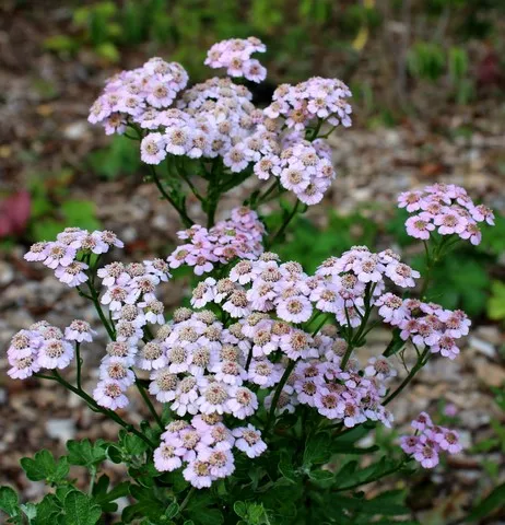 Achillea 'W