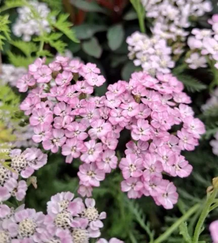 Achillea millefolium 'Wonderful Wampee'
