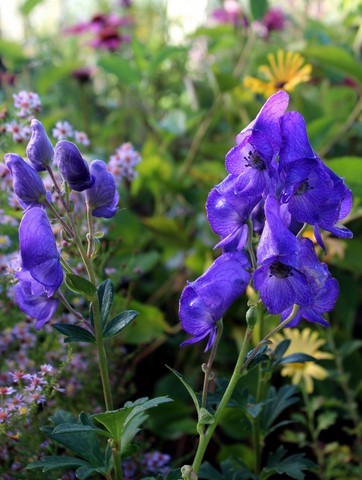 aconitum carmichaelii arendsii
