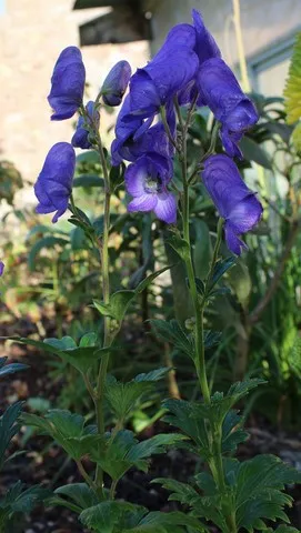 aconitum carmichaelii arendsii