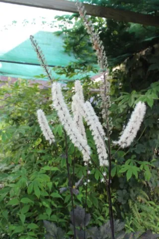 Actaea 'Brunette'