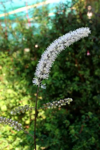 Actaea 'Queen of Sheba'