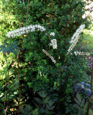 Actaea 'Queen of Sheba'