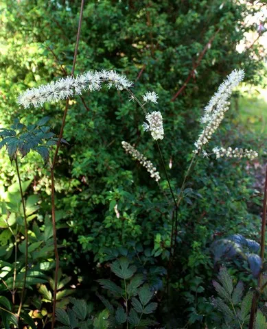 Actaea 'Queen of Sheba'