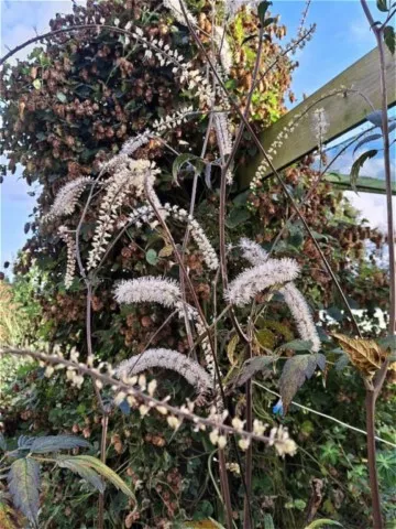 Actaea 'Queen of Sheba'
