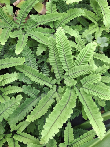 Adiantum aleuticum var.