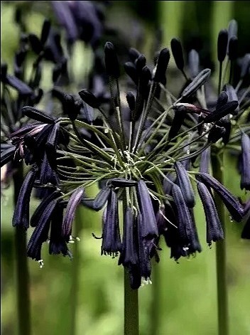 agapanthus