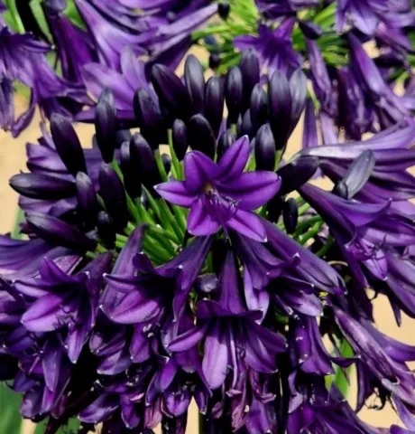 agapanthus 
