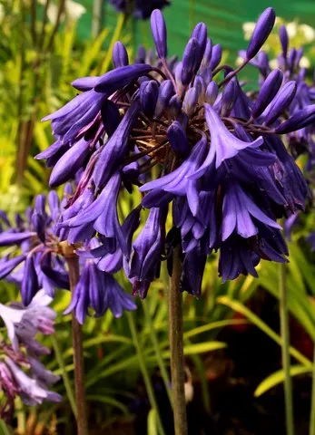 Agapanthus purple cloud