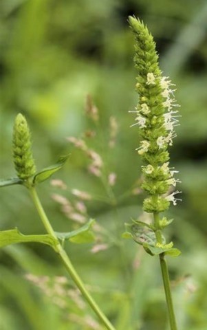 Agastache sp