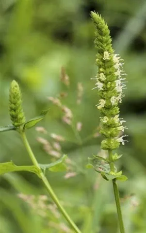 Agastache sp