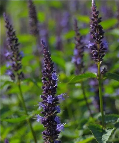 Agastache