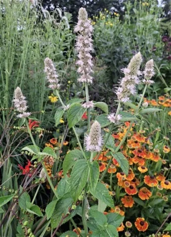 Agastache nepetoides