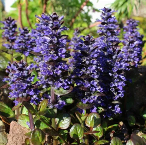 Ajuga reptans 'Catlin's Giant'