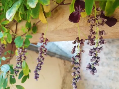 akebia longeracemosa