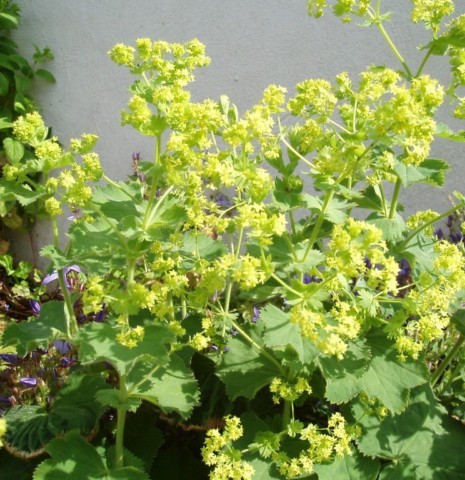 alchemilla