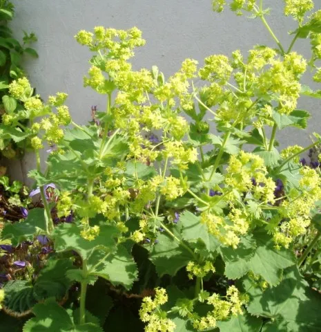 alchemilla