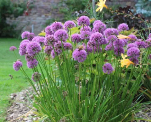 Allium Millenium