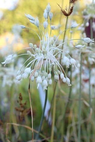 Allium carinatum pulchellum 'album'