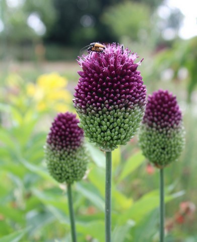ALLIUM SPHAEROCEPHALON