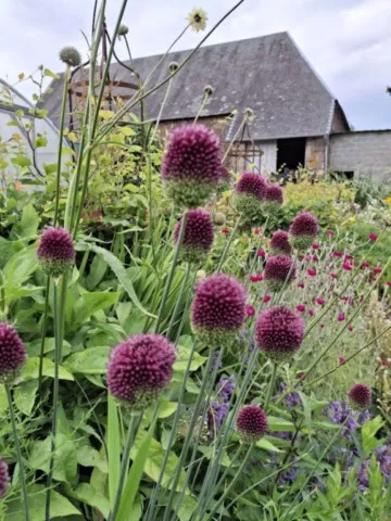 Allium sphaerocephalon