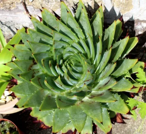 Aloe polyphylla  
