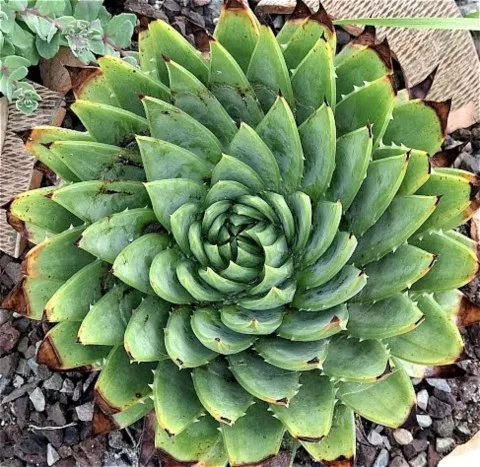 Aloe polyphylla  