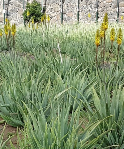 Aloe vera