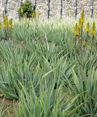 Aloe vera