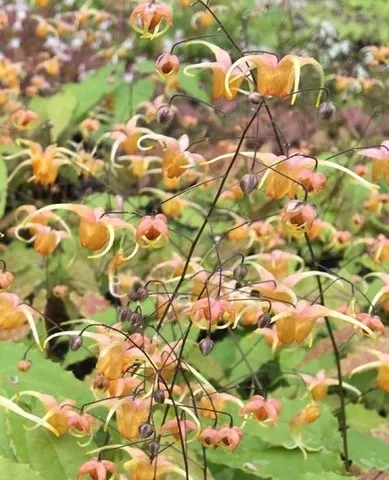 Epimedium 'Amber Queen'