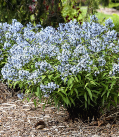 AMSONIA 2