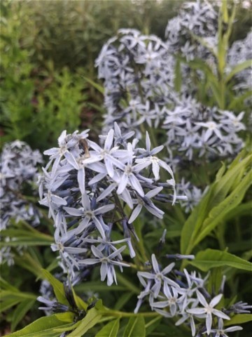 Amsonia tabernaemontana