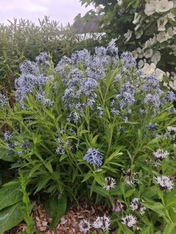 Amsonia tabernaemontana