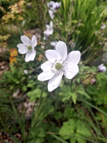 Anemone leveillei