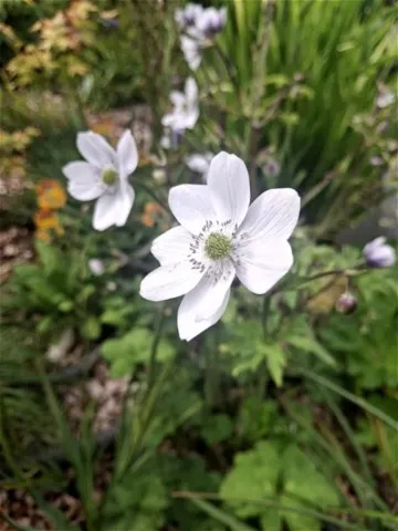 Anemone leveillei