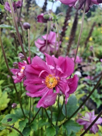 Anemone 'Pamina'
