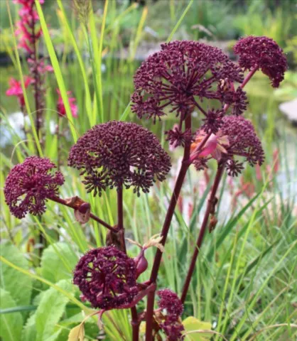 Angelica gigas
