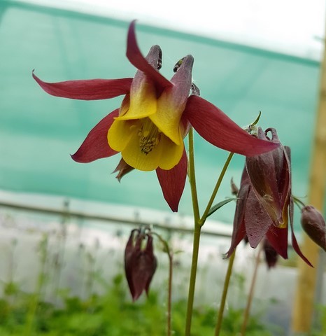 Aquilegia buergeriana
