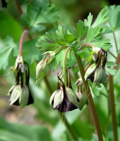 Aquilegia viridiflora