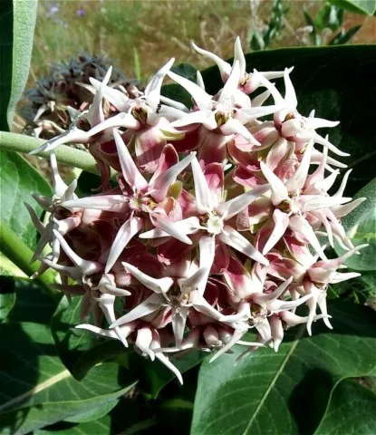 asclepias