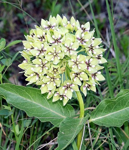 Asclepias viridis