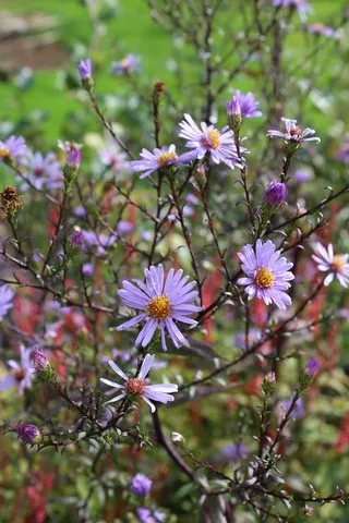 Aster Calliope